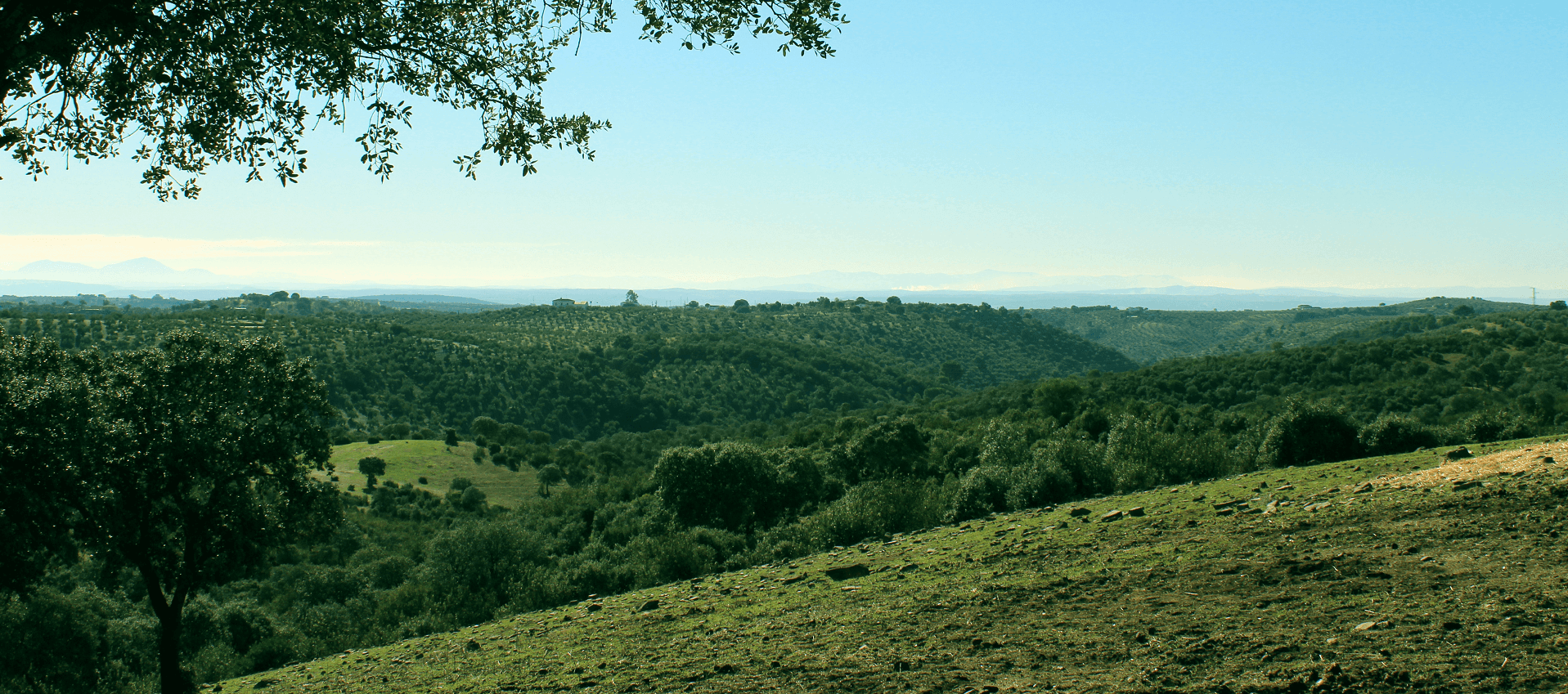Panorámica NUESTROS OLIVOS