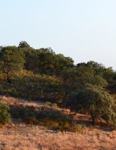 Parque natural sierra de Cardeña y Montoro