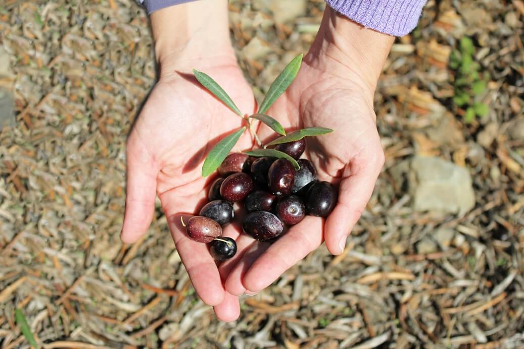 aceitunas ecologicas el pago del madroñal (1)
