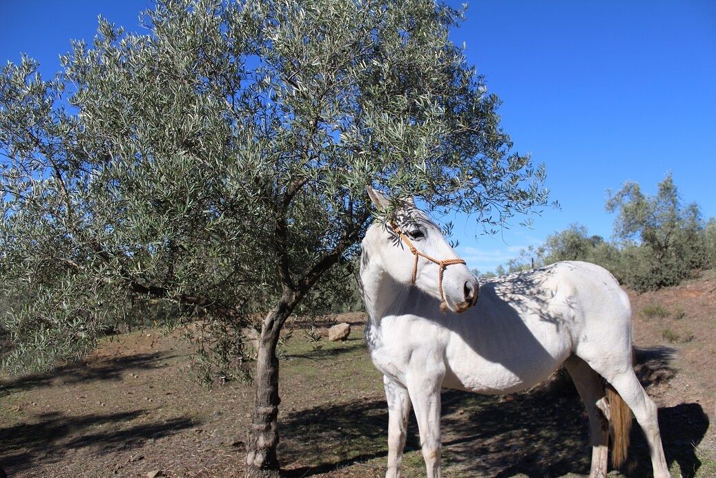 Olivar pago del madroñal olivar vivo