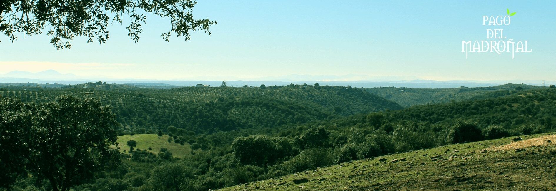 panoramica pago del madroñal